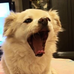 Meet your Posher, Vivian